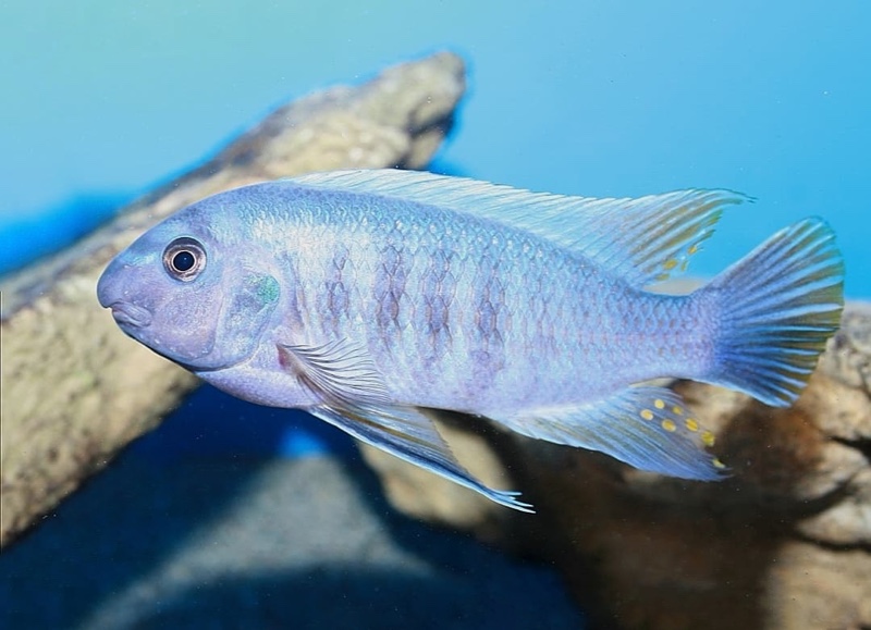 Labeotropheus fuelleborni 'Chimwalani Reef'